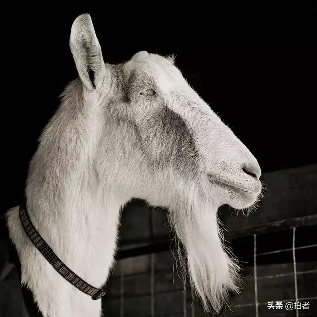 摄影师耗费10年,拍下动物们老去的样子