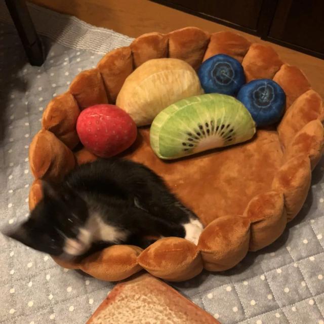 日本铲屎官化身灵魂摄影师,拍出自家主子各种丑照,让人笑到头掉