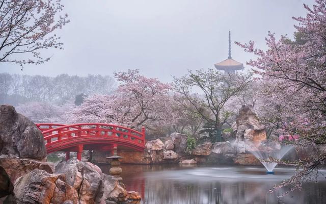 武汉摄影师:待疫情过去,想去拍武大的樱花