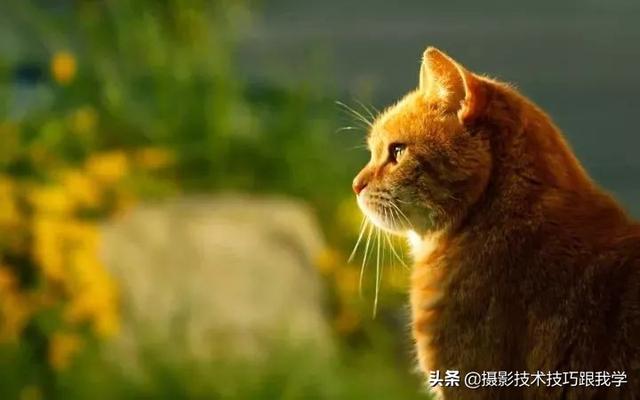 摄影技术课：学习摄影，15个知识点快速入门