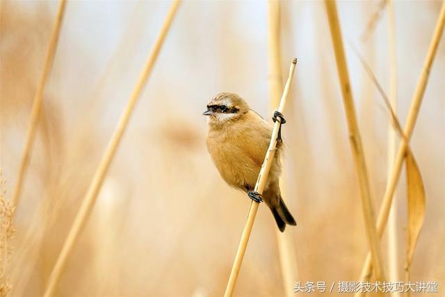 摄影技术课：拍鸟怎么拍？看完这篇文章，定会让你胸有成竹