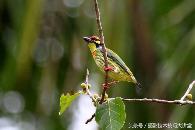 摄影技术课：拍鸟怎么拍？看完这篇文章，定会让你胸有成竹