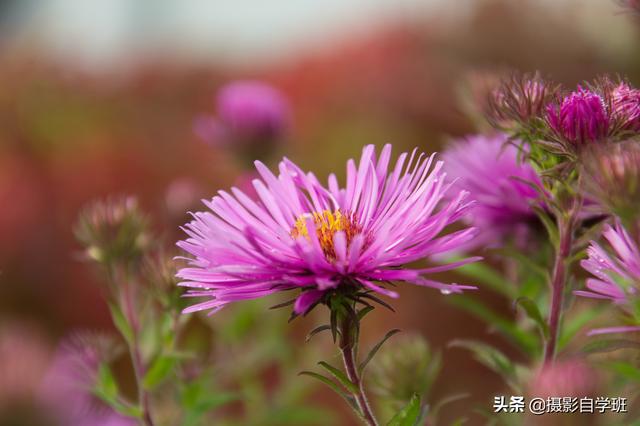 新手想拍美秋天照片，看这篇摄影教程就够了，给你思路还给你方法