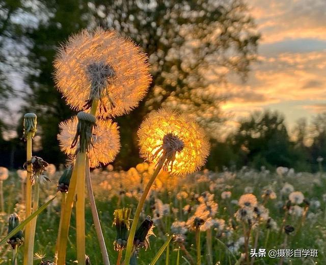 新手想拍美秋天照片，看这篇摄影教程就够了，给你思路还给你方法