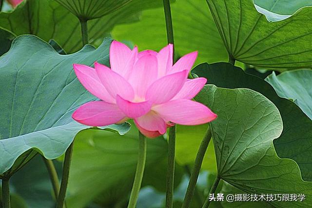 摄影技术课：你拍不出好照片，原因在这里