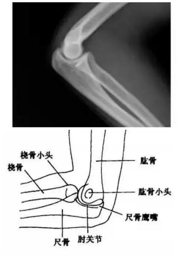 X线摄影技术完整收藏篇——工作必备