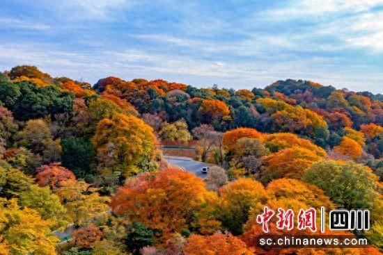 金秋时节 四川旺苍邀您来赏红叶看演出品美食