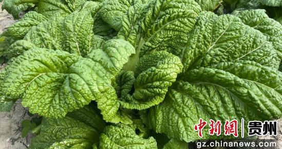 惠水青菜迎丰收