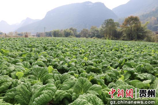 惠水青菜迎丰收
