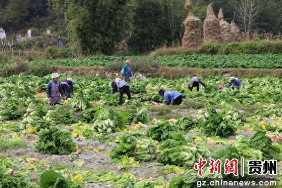 惠水青菜迎丰收