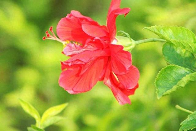 花卉的5种拍摄方法，帮你拍出漂亮花花