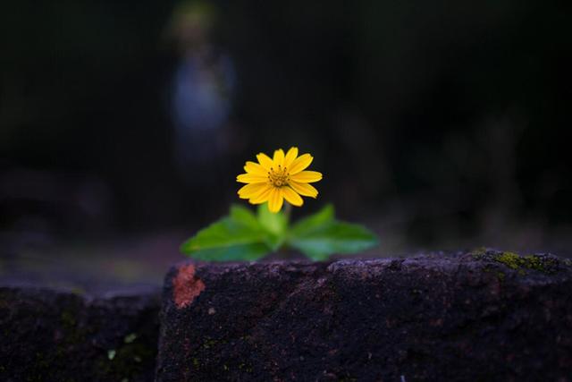 花卉的5种拍摄方法，帮你拍出漂亮花花