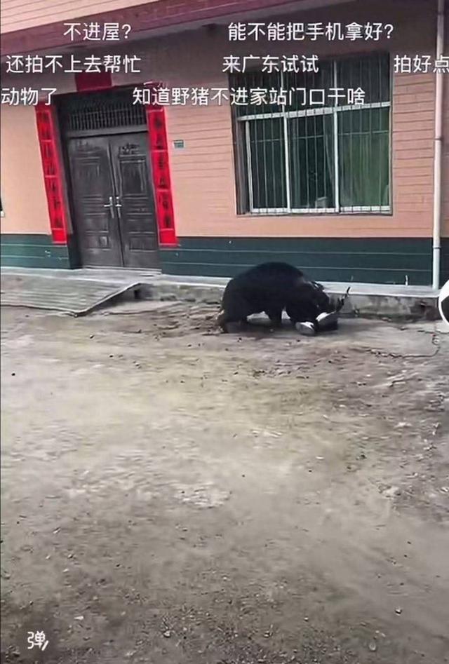 陕西汉中野猪进院伤人展示强大攻击力 事发地此前已开展野猪种群调控工作
